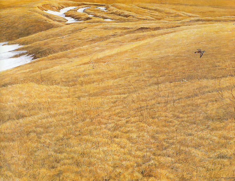 [FlowerChild scans] Painted by Robert Bateman, First Arrival - Killdeer; DISPLAY FULL IMAGE.