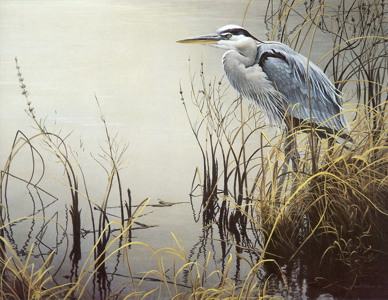 [FlowerChild scans] Painted by Robert Bateman, Great Blue Heron; DISPLAY FULL IMAGE.