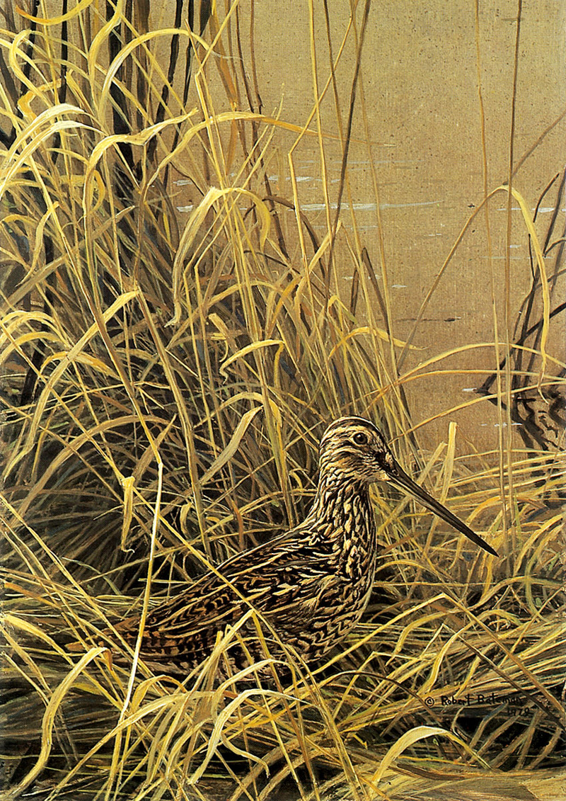 [FlowerChild scans] Painted by Robert Bateman, Snipe; DISPLAY FULL IMAGE.