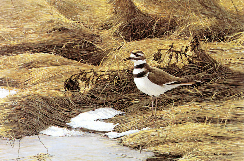[FlowerChild scans] Painted by Robert Bateman, Spring Thaw - Killdeer; DISPLAY FULL IMAGE.