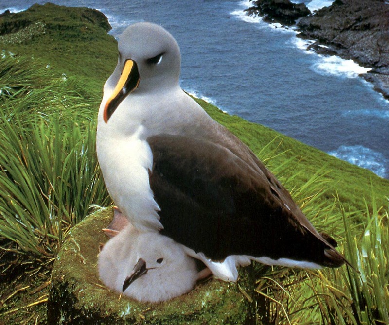 [NG Paraisos Olvidados] Albatross; DISPLAY FULL IMAGE.