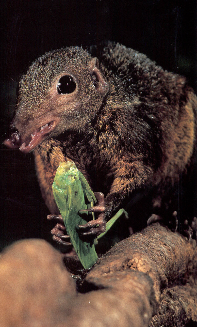 [NG Paraisos Olvidados] Tree shrew?; DISPLAY FULL IMAGE.