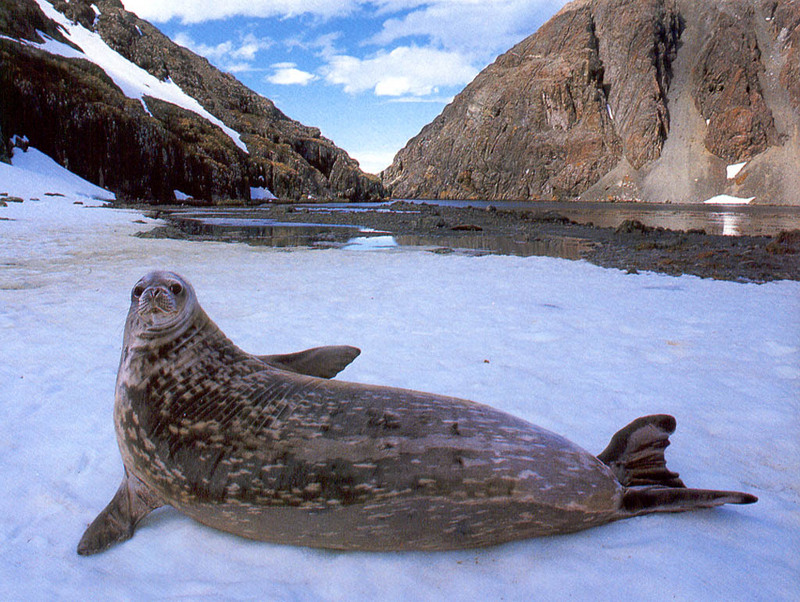[NG Paraisos Olvidados] Southern Elephant Seal; DISPLAY FULL IMAGE.