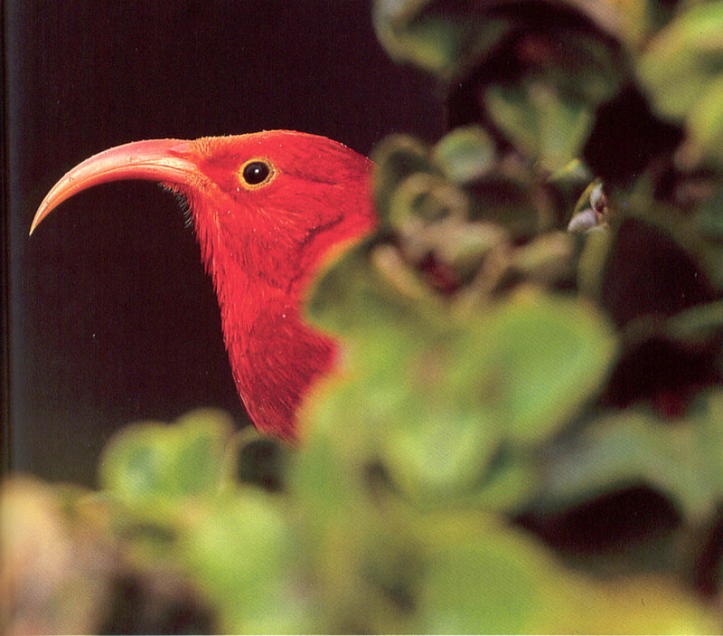 [NG Paraisos Olvidados] Honeyeater; DISPLAY FULL IMAGE.