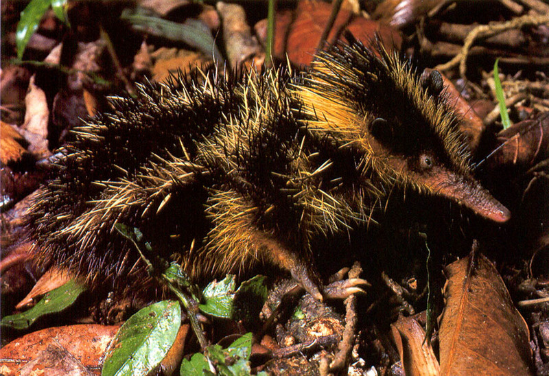 [NG Paraisos Olvidados] Hedgehog???; DISPLAY FULL IMAGE.