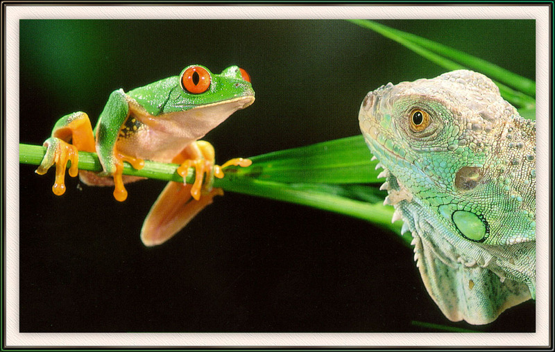 [Sj scans - Critteria 1] Red-eyed Treefrog; DISPLAY FULL IMAGE.