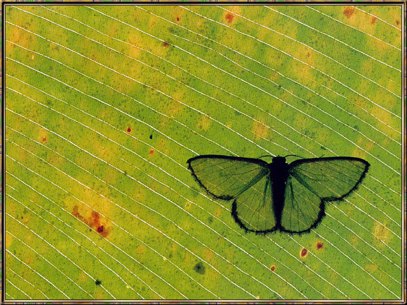 [Sj scans - Critteria 2]  Geometrid Moth; DISPLAY FULL IMAGE.