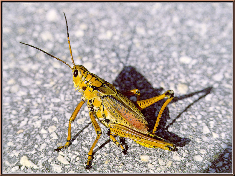 [Sj scans - Critteria 2]  Grasshopper; DISPLAY FULL IMAGE.