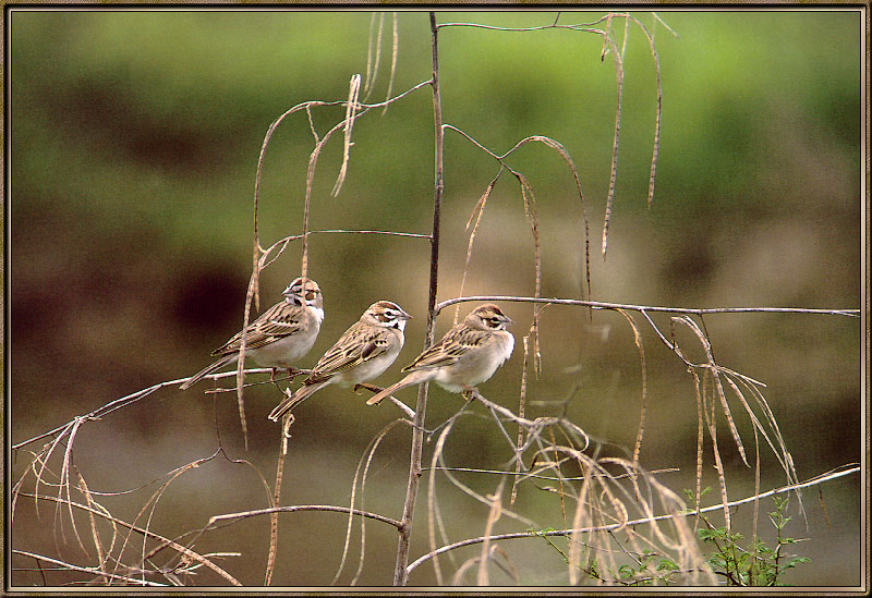 [Sj scans - Critteria 2]  Lark Sparrow; DISPLAY FULL IMAGE.