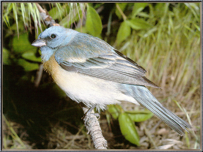 [Sj scans - Critteria 2]  Lazuli Bunting; DISPLAY FULL IMAGE.