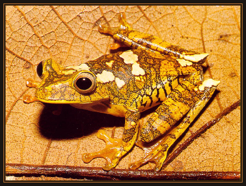 [Sj scans - Critteria 2]  Map Tree Frog; DISPLAY FULL IMAGE.