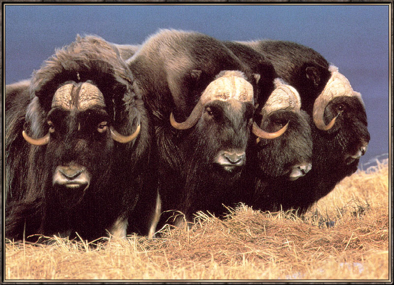 [Sj scans - Critteria 2]  Musk Ox; DISPLAY FULL IMAGE.