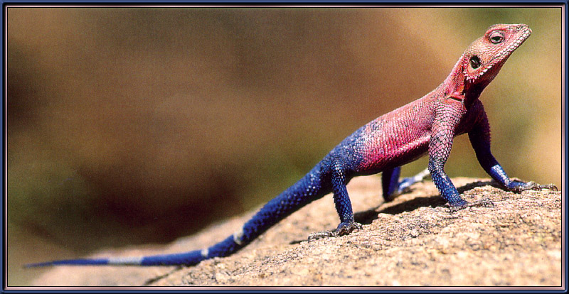 [Sj scans - Critteria 2]  Mwanza Rock Agama -- Mwanza flat-headed rock agama (Agama mwanzae) or the Spider-Man agama; DISPLAY FULL IMAGE.