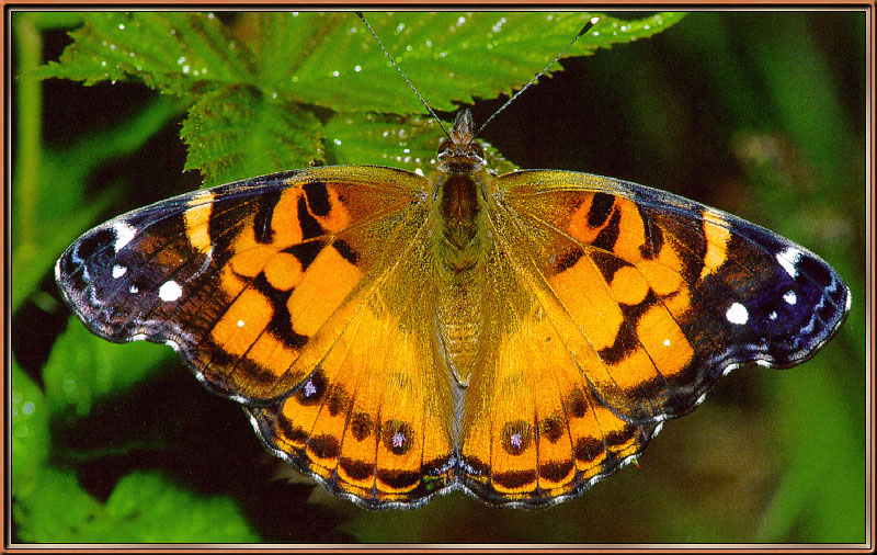 [Sj scans - Critteria 3]  Painted Lady Butterfly; DISPLAY FULL IMAGE.