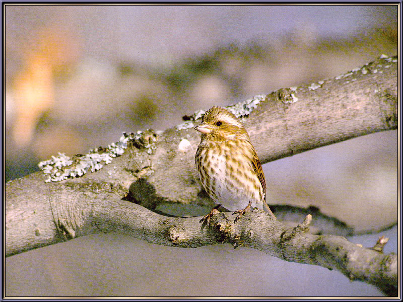 [Sj scans - Critteria 3]  Purple Finch; DISPLAY FULL IMAGE.