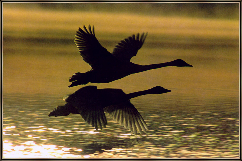 [Sj scans - Critteria 3] Tundra Swans; DISPLAY FULL IMAGE.