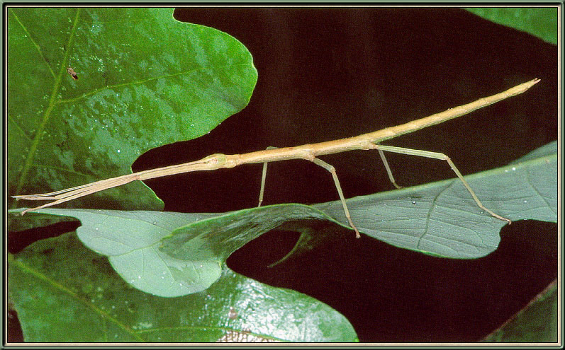 [Sj scans - Critteria 3] Walking Stick; DISPLAY FULL IMAGE.