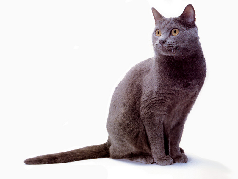 [JLM scans - Cat Breed] Chartreux; DISPLAY FULL IMAGE.