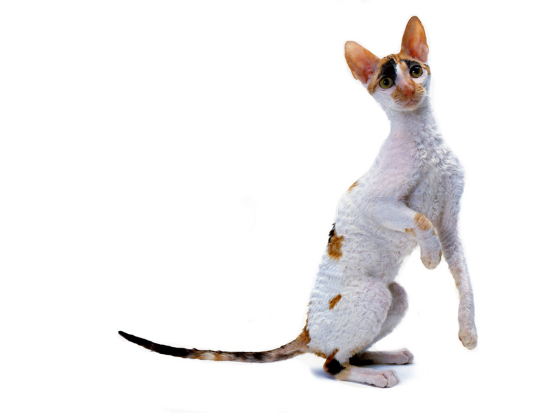 [JLM scans - Cat Breed] Cornish Rex Tortoiseshell and White; DISPLAY FULL IMAGE.