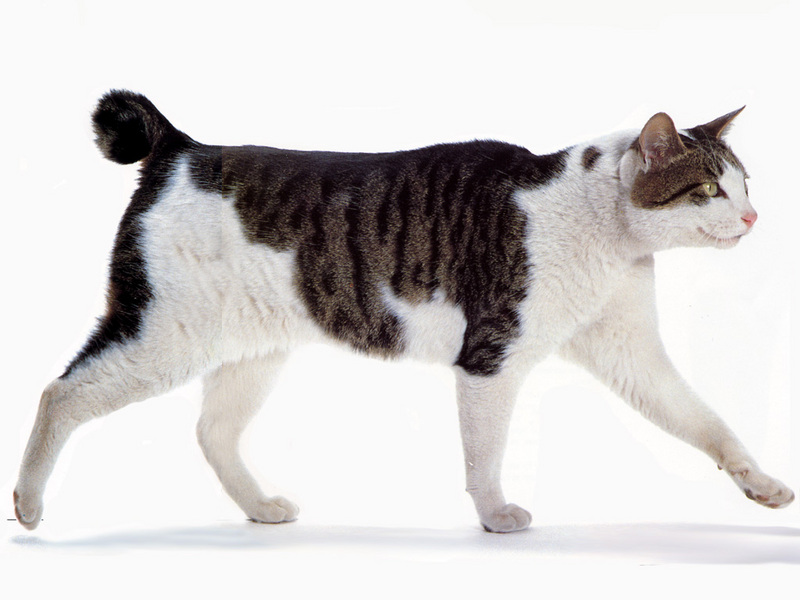 [JLM scans - Cat Breed] Japanese Bobtail Brown Mackerel Tabby and white; DISPLAY FULL IMAGE.