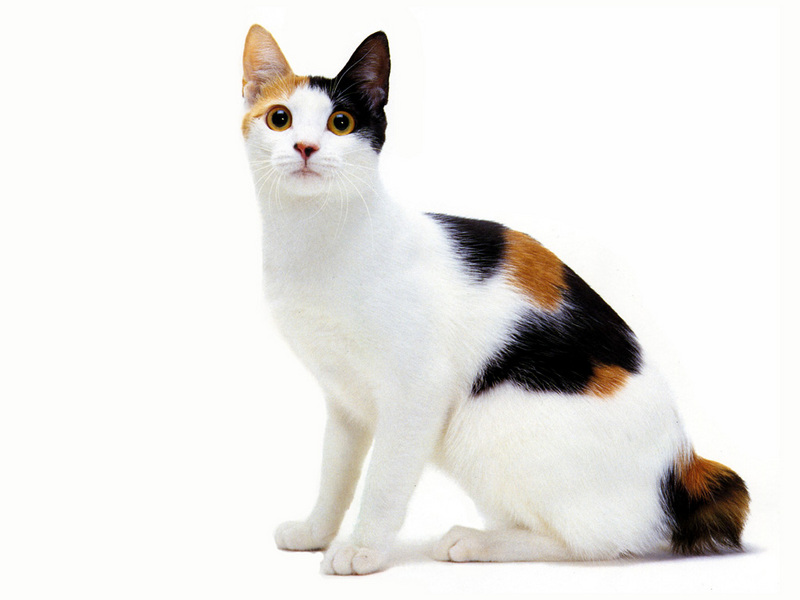 [JLM scans - Cat Breed] Japanese Bobtail Tortoiseshell and white; DISPLAY FULL IMAGE.