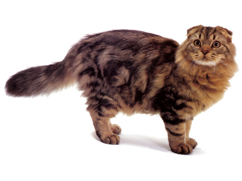 [JLM scans - Cat Breed] Longhaired Scottish Fold Brown Classic Tabby; DISPLAY FULL IMAGE.
