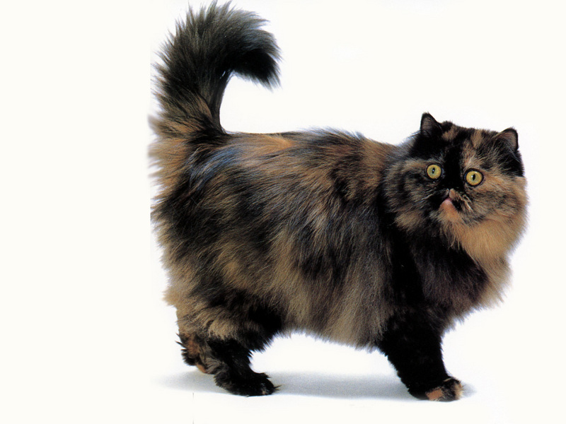 [JLM scans - Cat Breed] Persian Tortoiseshell; DISPLAY FULL IMAGE.