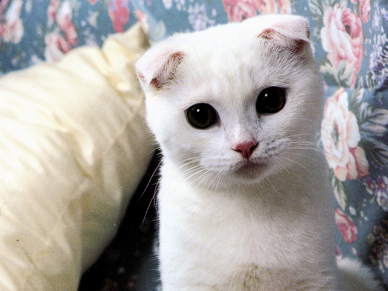 [JLM scans - Cat Breed] Scottish Fold; DISPLAY FULL IMAGE.