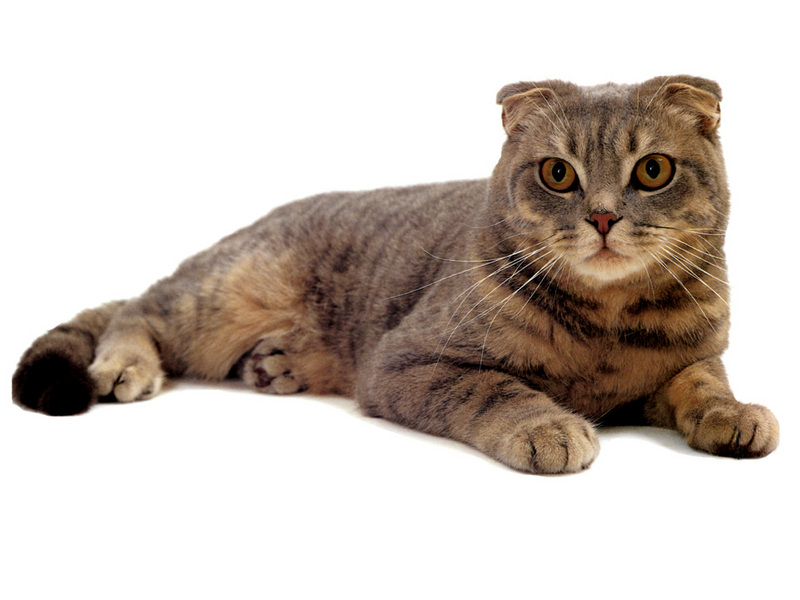 [JLM scans - Cat Breed] Scottish Fold Blue Mackerel Tabby; DISPLAY FULL IMAGE.