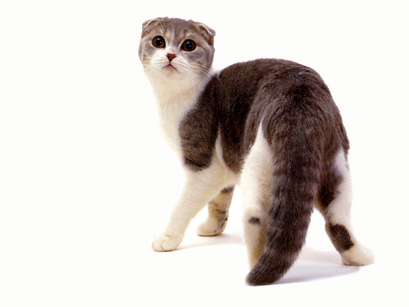 [JLM scans - Cat Breed] Scottish Fold Blue Mackerel Tabby and White; DISPLAY FULL IMAGE.