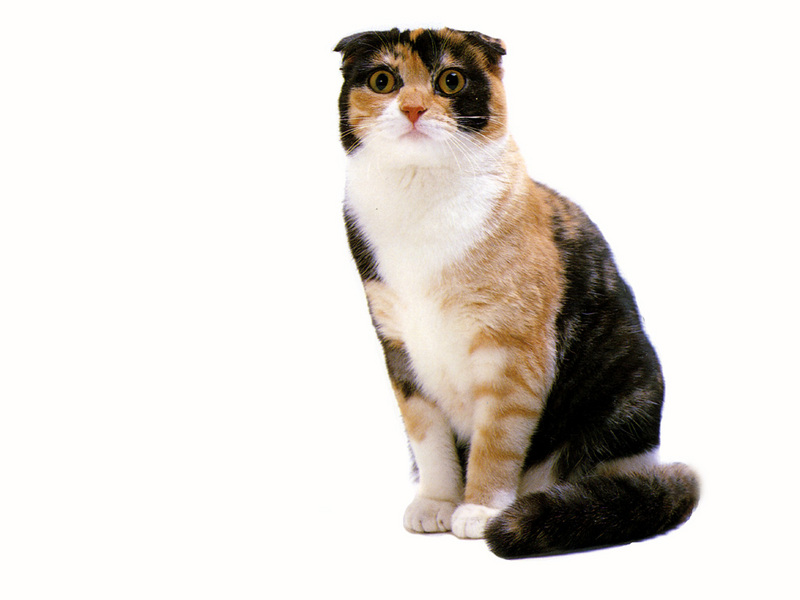 [JLM scans - Cat Breed] Scottish Fold Tortoiseshell and White; DISPLAY FULL IMAGE.