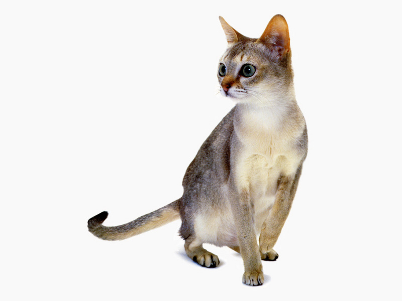[JLM scans - Cat Breed] Singapura Sable Aqourti Tabby; DISPLAY FULL IMAGE.