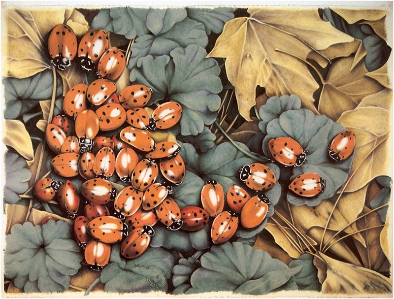 [CameoRose scan] Painted by Lynn Stephenson, Ladies; DISPLAY FULL IMAGE.