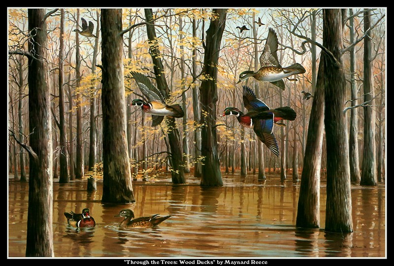 [CameoRose scan] Painted by Maynard Reece, Through the Trees: Wood Ducks; DISPLAY FULL IMAGE.