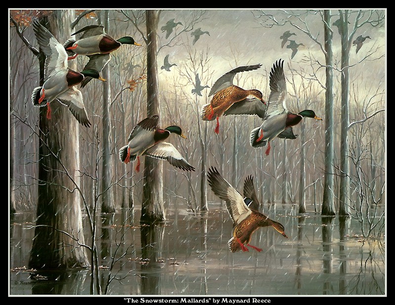 [CameoRose scan] Painted by Maynard Reece, The Snowstorm: Mallards; DISPLAY FULL IMAGE.