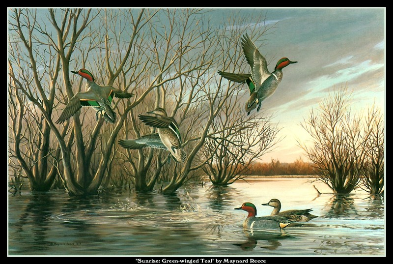 [CameoRose scan] Painted by Maynard Reece, Sunrise: Green-winged Teal; DISPLAY FULL IMAGE.