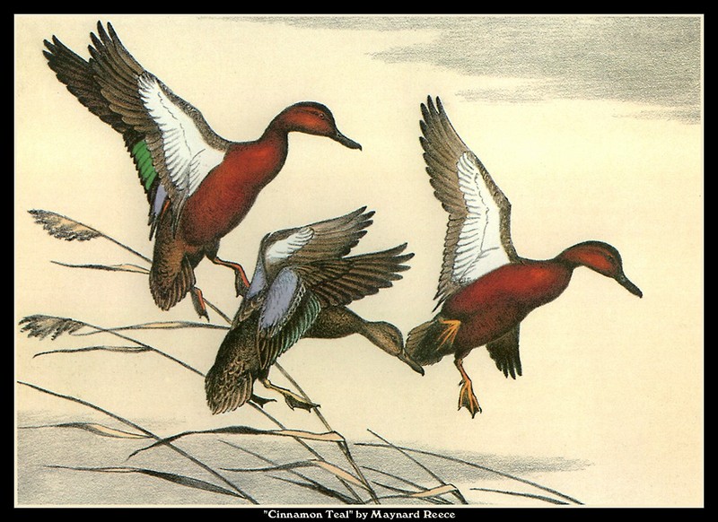 [CameoRose scan] Painted by Maynard Reece, Cinnamon Teal; DISPLAY FULL IMAGE.