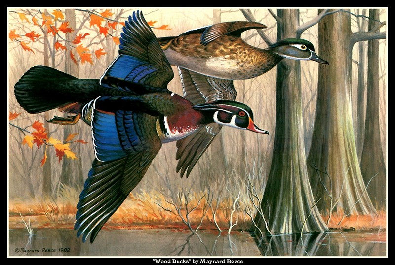 [CameoRose scan] Painted by Maynard Reece, Wood Ducks; DISPLAY FULL IMAGE.