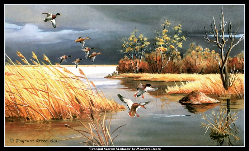 [CameoRose scan] Painted by Maynard Reece, Tranquil Marsh: Mallards; DISPLAY FULL IMAGE.