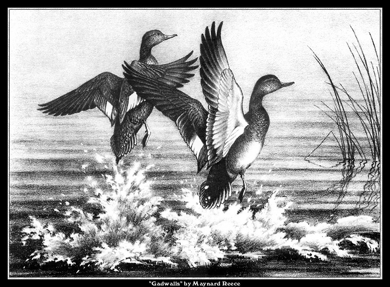 [CameoRose scan] Painted by Maynard Reece, Gadwalls; DISPLAY FULL IMAGE.