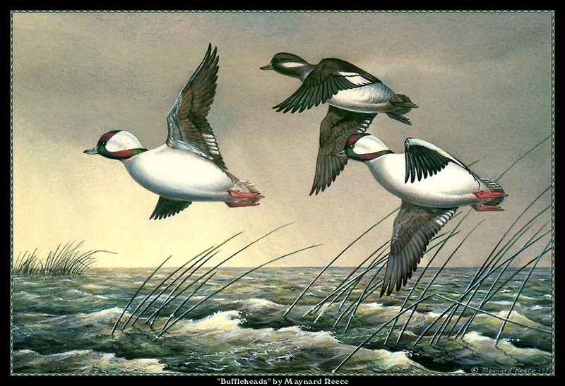 [CameoRose scan] Painted by Maynard Reece, Buffleheads; DISPLAY FULL IMAGE.