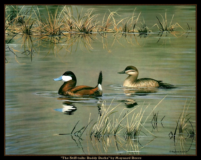 [CameoRose scan] Painted by Maynard Reece, The Stiff-tails: Ruddy Ducks; DISPLAY FULL IMAGE.