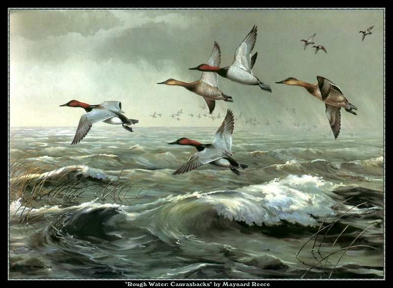 [CameoRose scan] Painted by Maynard Reece, Rough Water: Canvasbacks; DISPLAY FULL IMAGE.