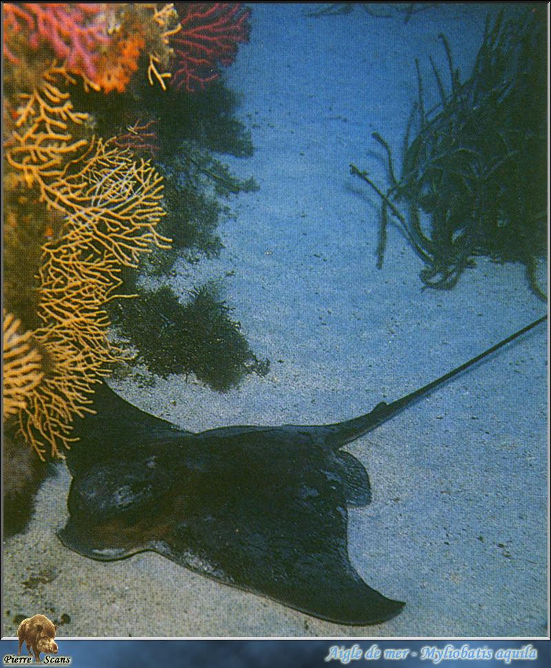 [PO Scans - Aquatic Life] Common eagle ray (Myliobatis aquila); DISPLAY FULL IMAGE.