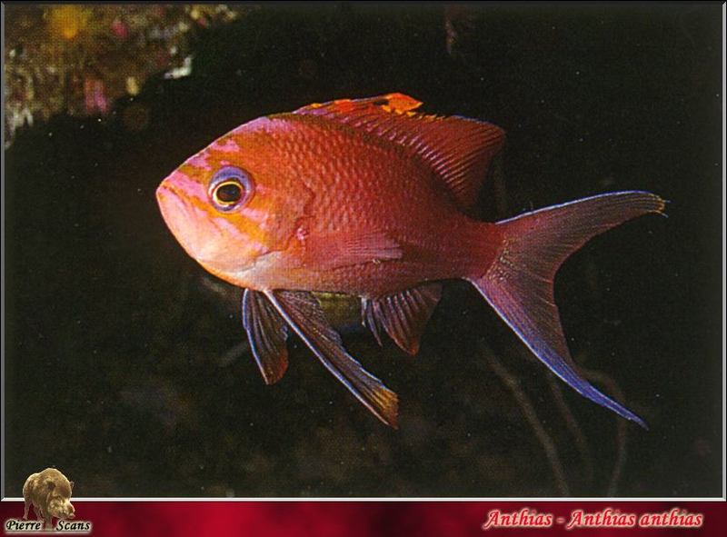 [PO Scans - Aquatic Life] Swallowtail seaperch (Anthias anthias); DISPLAY FULL IMAGE.