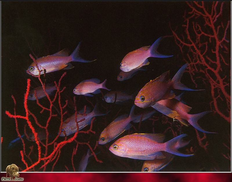 [PO Scans - Aquatic Life] Swallowtail seaperch (Anthias anthias); DISPLAY FULL IMAGE.