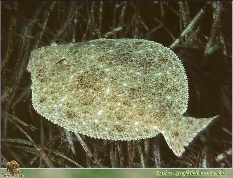 [PO Scans - Aquatic Life] Brill (Scophthalmus rhombus) {!--마름넙치-->; DISPLAY FULL IMAGE.