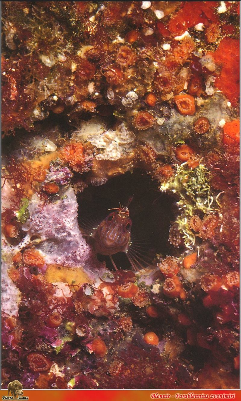 [PO Scans - Aquatic Life] Staghorn blenny (Parablennius zvonimiri), ???氏副???; DISPLAY FULL IMAGE.