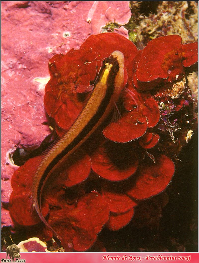 [PO Scans - Aquatic Life] Striped blenny (Parablennius rouxi), 魯氏副???; DISPLAY FULL IMAGE.