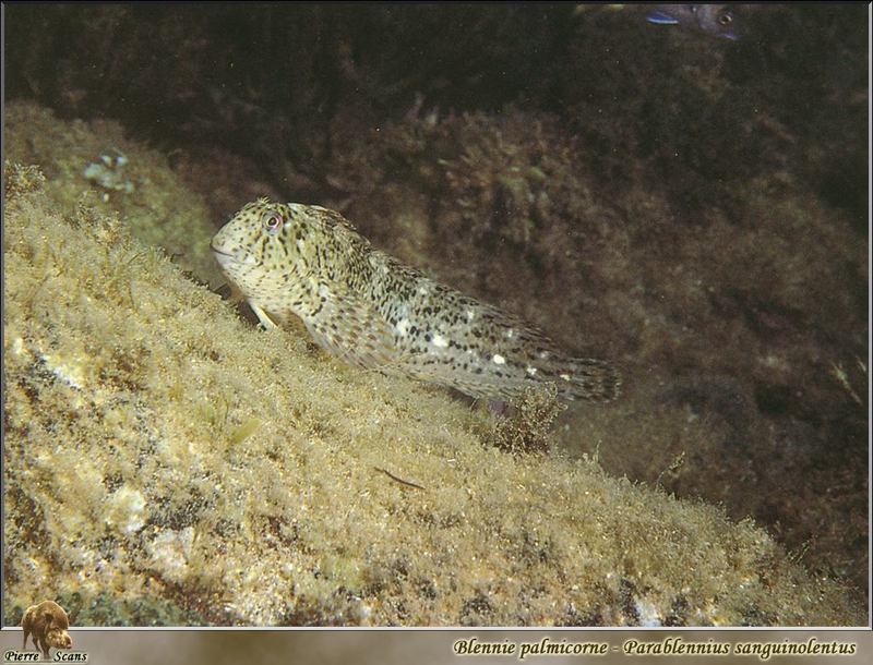 [PO Scans - Aquatic Life] Rusty blenny (Parablennius sanguinolentus); DISPLAY FULL IMAGE.